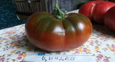 Popis odrůdy rajčat qingdao, její výnos a pěstování